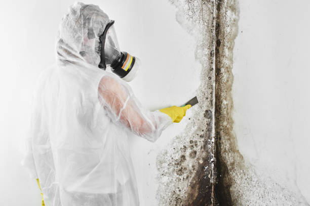 Best HVAC Mold Remediation in Austin, TX