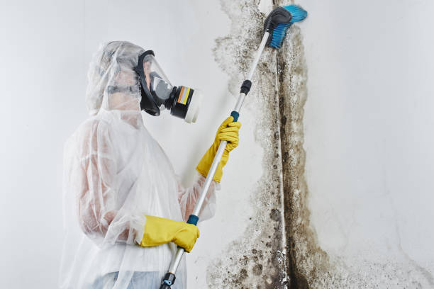 Austin, TX Mold Remediation Company
