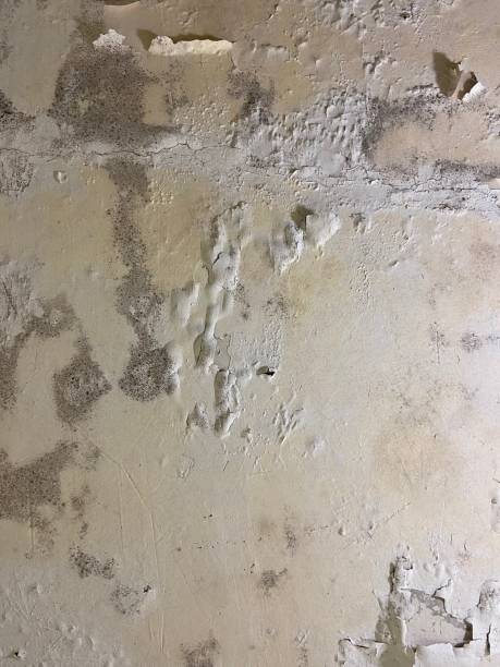 Best Attic Mold Remediation in Austin, TX