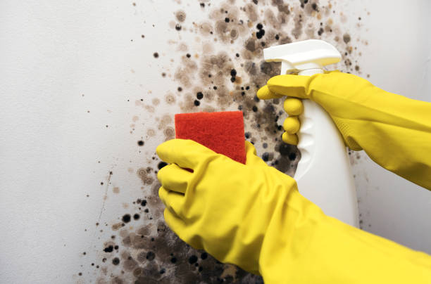 Best Health and Safety Mold Remediation in Austin, TX
