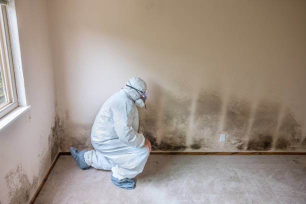 Best Mold Testing and Inspection Services in Austin, TX