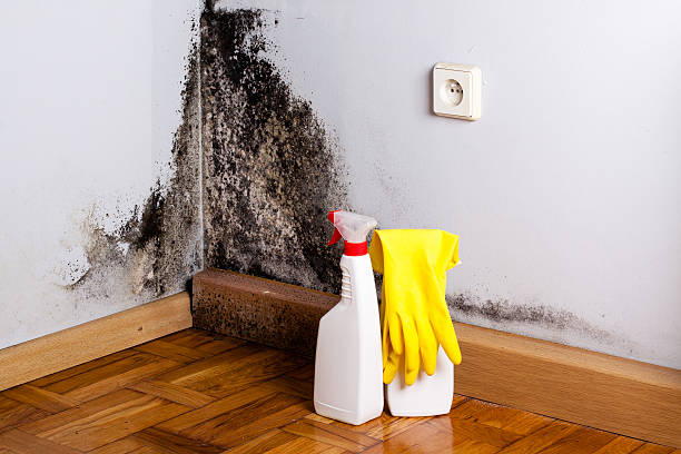 Best Kitchen Mold Remediation in Austin, TX