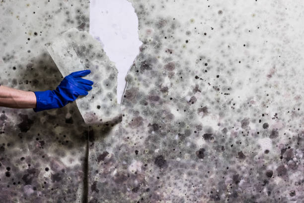 Best Preventive Mold Services in Austin, TX