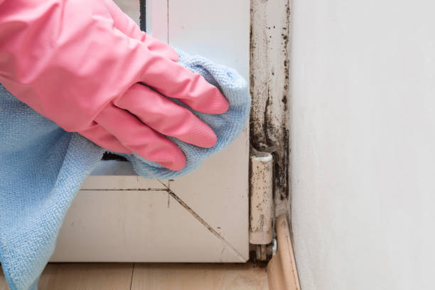 Best Basement Mold Remediation in Austin, TX