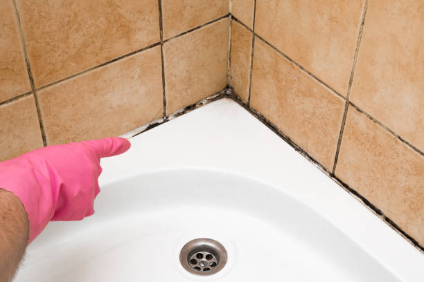 Best White Mold Remediation in Austin, TX